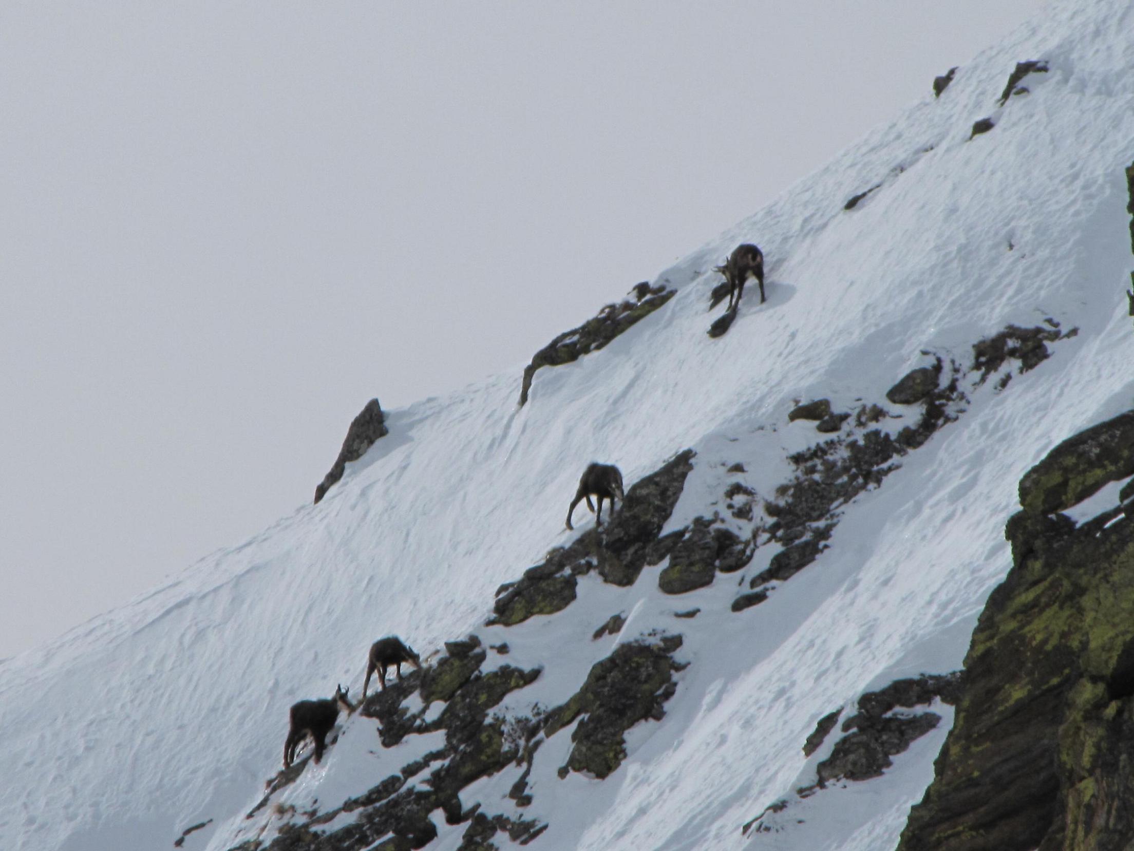 I camosci tornano a correre